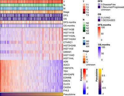 Investigating the Clinico-Molecular and Immunological Evolution of Lung Adenocarcinoma Using Pseudotime Analysis